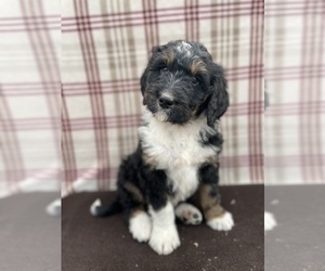 Bernedoodle Puppy for sale in DUNDEE, OH, USA