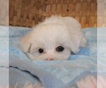 Small Photo #3 Maltese Puppy For Sale in KERMIT, WV, USA