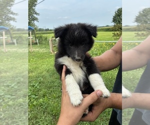 Shetland Sheepdog Puppy for sale in APPLEGATE, MI, USA