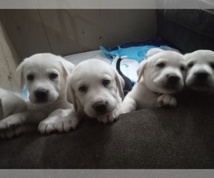 Labrador Retriever Puppy for sale in ROSEVILLE, MI, USA