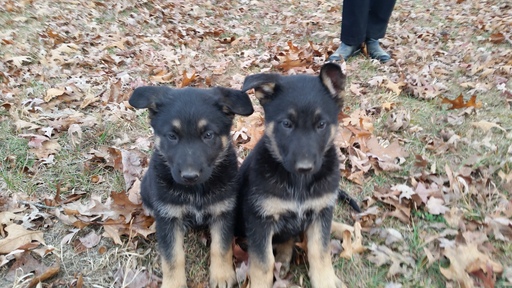 Medium Photo #1 German Shepherd Dog Puppy For Sale in LILY, KY, USA