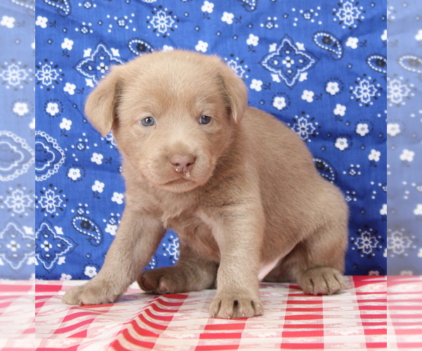 Medium Photo #4 Labrador Retriever Puppy For Sale in MARSHFIELD, MO, USA