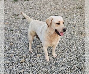 Mother of the Labrador Retriever puppies born on 04/22/2024