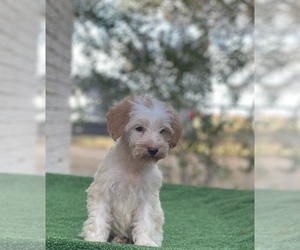 Schnoodle (Miniature) Puppy for sale in EL CAMPO, TX, USA