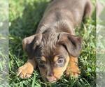 Small #7 Chiweenie
