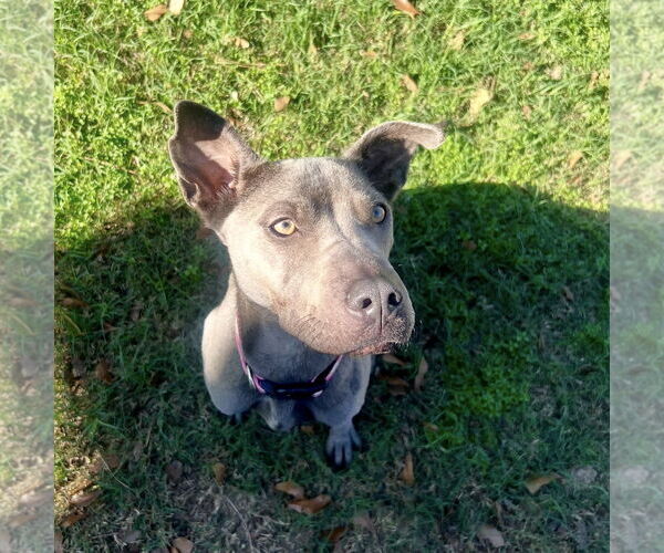 Medium Photo #5 Blue Lacy Puppy For Sale in Houston, TX, USA