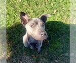 Small #4 Blue Lacy