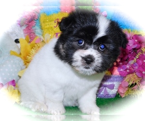 Jack-A-Poo-Shih Tzu Mix Puppy for sale in HAMMOND, IN, USA
