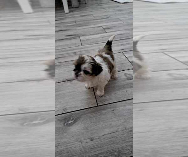 Medium Photo #2 Shih Tzu Puppy For Sale in FANNING SPGS, FL, USA
