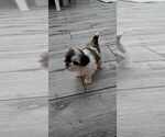 Small #1 Shih Tzu