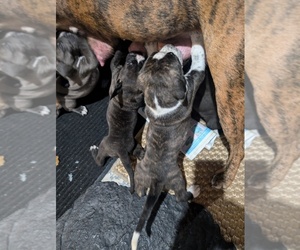 --American Staffordshire Terrier Mix Puppy for sale in Saskatoon, Saskatchewan, Canada