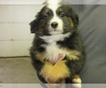 Small Photo #5 Australian Shepherd Puppy For Sale in AUBURN, IN, USA