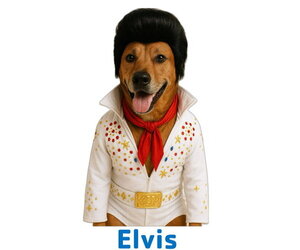 Elvis - Male Mutt Dog for Adoption - Photo #9