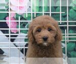 Small #1 Goldendoodle