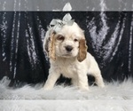 Small #4 Cocker Spaniel
