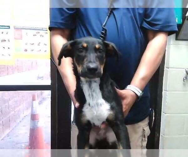 Medium Photo #1 Plott Hound-Unknown Mix Puppy For Sale in Tulsa, OK, USA