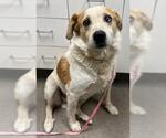 Small Australian Shepherd-Texas Heeler Mix