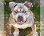 Small #2 Bulldog Mix