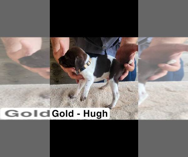 Medium Photo #3 German Shorthaired Pointer Puppy For Sale in EDENTON, NC, USA