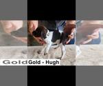 Small Photo #13 German Shorthaired Pointer Puppy For Sale in EDENTON, NC, USA