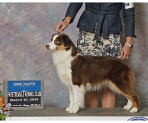 Mother of the Miniature American Shepherd puppies born on 06/25/2025