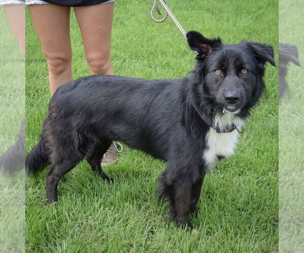 Medium Photo #2 Border-Aussie Puppy For Sale in Huntley, IL, USA
