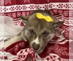 Small Photo #19 Siberian Husky Puppy For Sale in DEARBORN, MO, USA