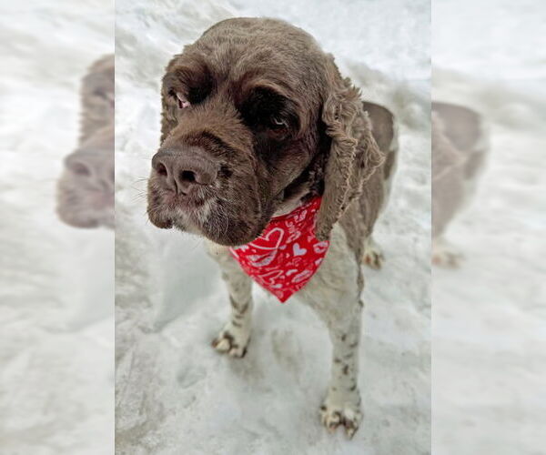 Medium Photo #5 Cocker Spaniel Puppy For Sale in Arlington, VA, USA
