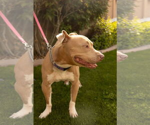 BETTY WHITE - Female Mutt Dog for Adoption - Photo #10