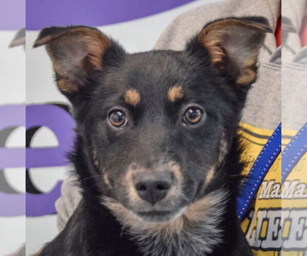 Medium Photo #5 German Shepherd Dog-Unknown Mix Puppy For Sale in Huntley, IL, USA