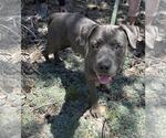 Small Photo #6 American Staffordshire Terrier-Unknown Mix Puppy For Sale in Incline Village, NV, USA