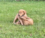 Small Photo #20 Golden Retriever Puppy For Sale in WOODSTOCK, CT, USA