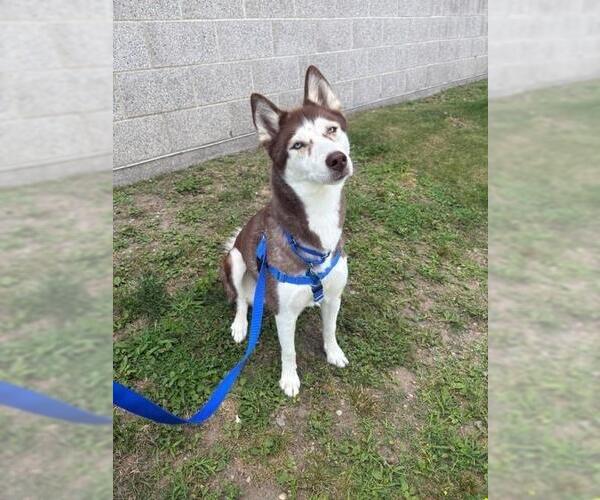 Medium Photo #1 Siberian Husky Puppy For Sale in Boston, MA, USA