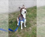 Small Siberian Husky