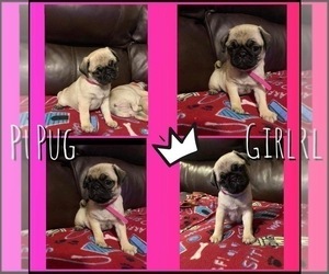 Pug Puppy for sale in SEVIERVILLE, TN, USA