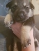 Small Photo #1 Norwegian Elkhound-Siberian Husky Mix Puppy For Sale in BRAYMER, MO, USA