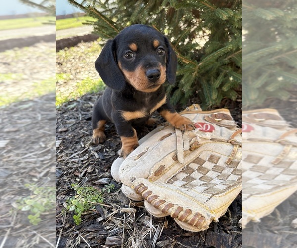 Medium Photo #2 Dachshund Puppy For Sale in MIDDLEBURY, IN, USA