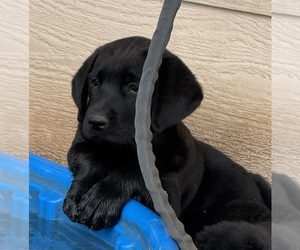 Labrador Retriever Puppy for sale in WADDELL, AZ, USA