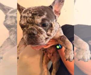 French Bulldog-Unknown Mix Dogs for adoption in New York, NY, USA