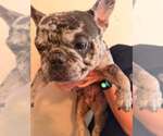 Small French Bulldog Mix