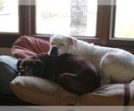 Small #5 Box-a-Pug