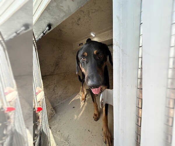 Medium Photo #1 Doberman Pinscher-Unknown Mix Puppy For Sale in Oklahoma City, OK, USA