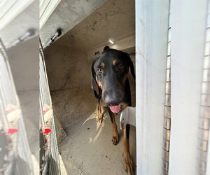 Doberman Pinscher-Unknown Mix Dogs for adoption in Oklahoma City, OK, USA
