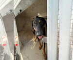 Small Doberman Pinscher Mix