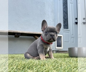 French Bulldog Puppy for sale in GLENDALE, AZ, USA