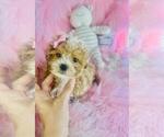 Small #1 Cavapoo (Toy)