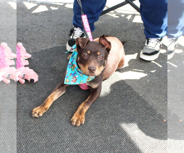 Medium Photo #7 Mutt Puppy For Sale in Yuba City, CA, USA
