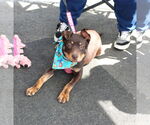 Small #6 Mutt