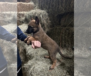 Belgian Malinois Puppy for sale in CONWAY, AR, USA