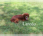 Small #1 Cavalier King Charles Spaniel